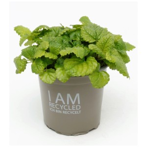 Melissa (Melissa officinalis) bio in vaso, erba aromatica per cucina e giardino.