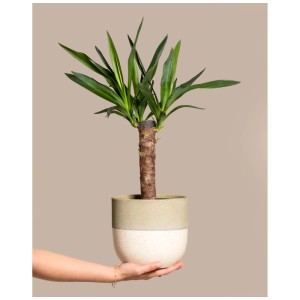 Petit yucca d'intérieur (hauteur 60-70 cm) en pot, tenu par une main.