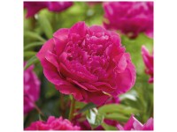 Grow by OBI Pfingstrose Kansas Dunkelrosa 1 Stk. Grow by OBI Pfingstrose Kansas Dunkelrosa 1 Stk.