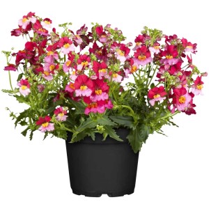 Némésie (Nemesia Hybrid) fleurie en pot, couleurs variées.
