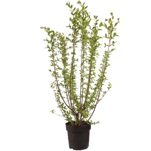 Ligustro sempreverde Atrovirens Select in vaso, altezza circa 60 cm, ideale per siepi e giardini.
