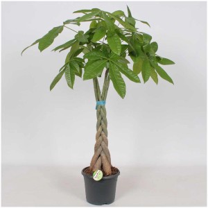 Pachira aquatica, arbre à monnaie avec tronc tressé en pot, hauteur 105 cm.