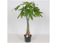 Glückskastanie Pachira aquatica mit Drehstamm Topf Ø 23 cm / Höhe 105 cm