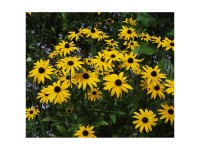 Sonnenhut Rudbeckia fulgida Gelb Topf-Ø 18 cm