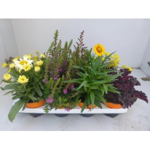 Mix de vivaces Indian Summer: Plantes colorées en pots avec fleurs jaunes, violettes et feuillage foncé.