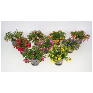 Plantes retombantes Calibrachoa Bakari assorties en pot, couleurs variées.