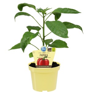 Poivron rouge Blu 'Midired' en pot (Ø 12cm). Plante compacte avec feuilles vertes et petite étiquette.