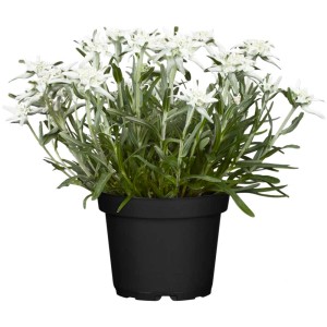 Alpen-Edelweiss Matterhorn im Topf mit silbrig-weissen Blüten.