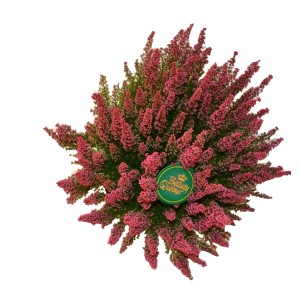 Bruyère Beauty Queens en pot, fleurs rouges, bruyère pour décoration automnale.