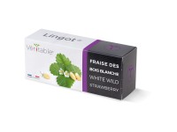 Véritable Lingot Samen Weisse Walderdbeere