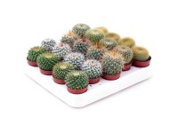 Kakteen verschiedene Sorten Topf Ø 5,5 cm / 1 Stk.