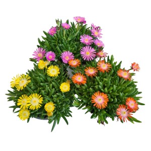 Delosperma cooperi in vaso con fiori colorati (gialli, arancioni, rosa) per aiuole e balconi.