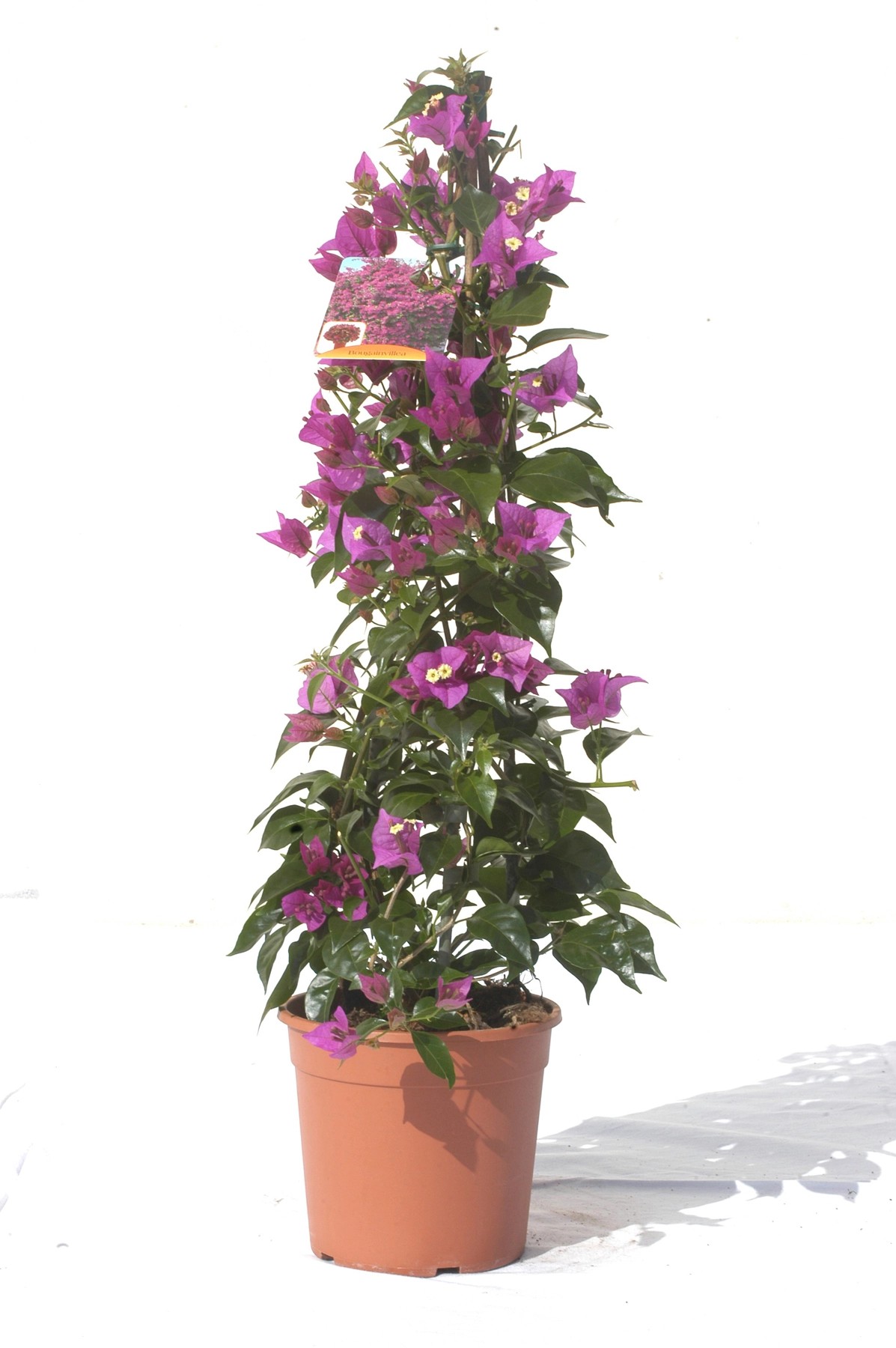 Drillingsblume Pyramide TopfØ ca. 17 cm Bougainvillea kaufen bei OBI