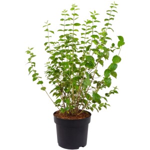Gelsomino da giardino 'Minnesota Snowflake' in vaso da 10l, alto circa 100cm, foglie verdi.