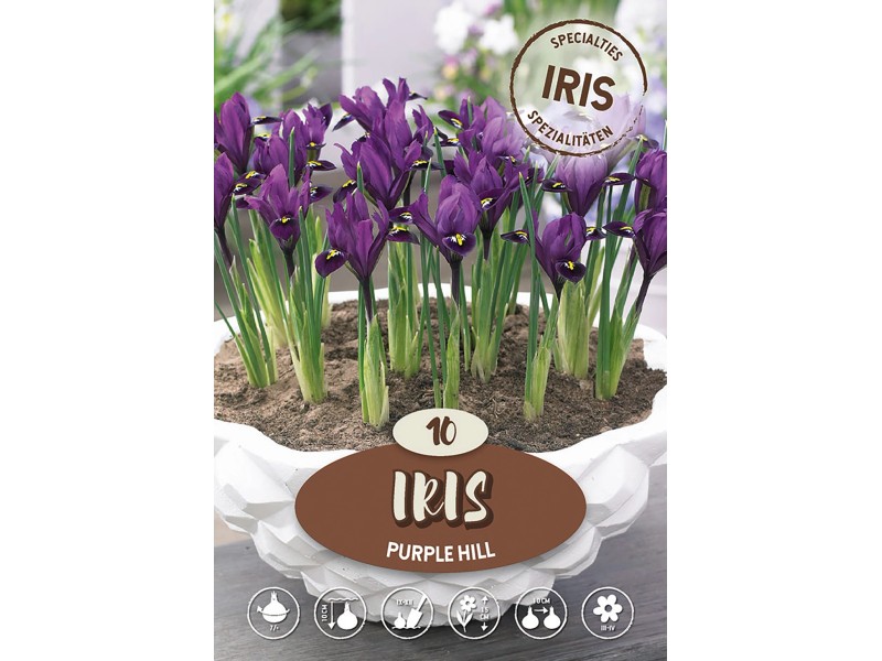 Iris Purple Hill Iris reticulata Purpur 10 Stk. kaufen bei OBI