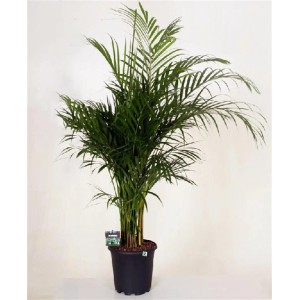 rhododendron english roseum elegans Rhododendron 'English Roseum' – Pondside Nursery main image 1