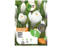 GROW by OBI Krokus Blumenzwiebel Jeanne dArc Weiss 15 cm / 8 Stk.