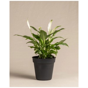 Feey Fleur de lune (Spathiphyllum wallisii) à fleurs blanches en pot noir.