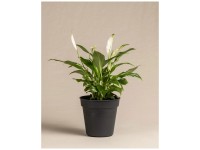Feey Einblatt Spathiphyllum wallisii mit weissen Blüten Höhe 20 - 30 cm