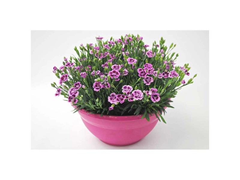 Gartennelke Pink Kisses Dianthus Rosa Schale Ø 27 cm kaufen bei OBI