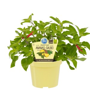 Sauge Ananas Bio Blu en pot, une plante aromatique de cuisine avec des fleurs rouges.