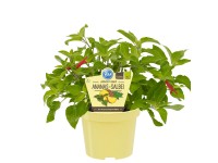 Ananas-Salbei Topf-Ø ca. 12 cm Salvia