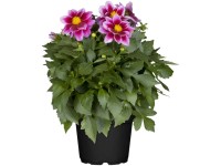 GROW by OBI Dahlie Dahlia Hybride Topf Ø 13 cm