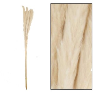 Erba di Pampas bianca decorativa, alta circa 65-75 cm, per idee decorative versatili.