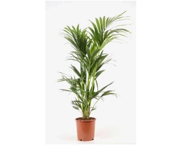 Kentiapalme Howea forsteriana Topf  24 cm / Hhe 130 cm