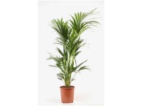 Kentiapalme Howea forsteriana Topf Ø 24 cm / Höhe 130 cm