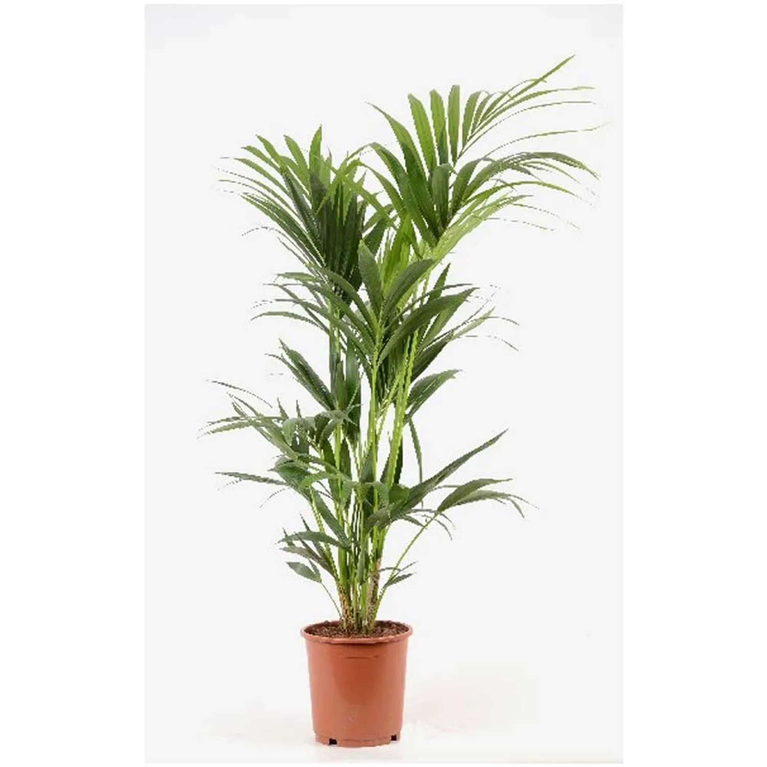 Kentia Palme kaufen bei OBI