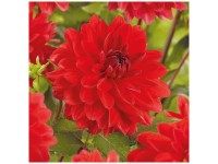Grow by OBI Dahlia Heatwave Rouge 1 pc