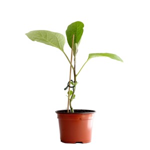 Jeune aubergine bio greffée en pot (Ø 11cm) avec tuteur.