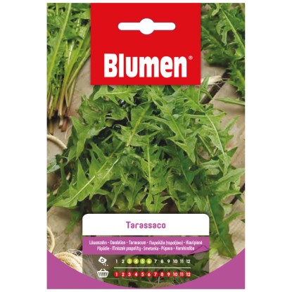 Samen Mauser Semences de légumes pissenlit