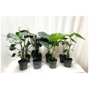 Diverses variétés d'Alocasia en pot de 14 cm, sélection de plantes vertes.