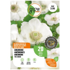 Confezione di 20 bulbi di anemone 'The Bride' con fiori bianchi per aiuole e vasi.