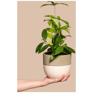 Feey Dragonnier bambou en pot, tenu dans une main. Plante d'intérieur avec des feuilles vertes.