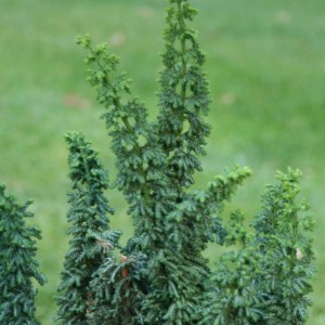 Cipresso di Hinoki 'Chirimen' con aghi blu-verdi in vaso da 2,5 l.