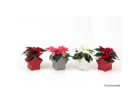 Weihnachtsstern Mini Euphorbia pulcherrima Sternkeramik Topf Ø 6 cm