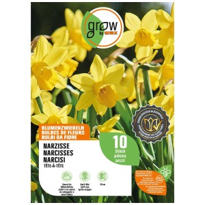 Gelbe Narzisse Tête-à-Tête Blumenzwiebeln, ideal für den Frühling.