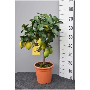 Citronnier Citrus en pot, env. 60-80 cm de haut, avec citrons mûrs et non mûrs.