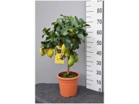 Zitronen-Stamm Citrus lemon Topf Ø 20 cm / Höhe 60 - 80 cm