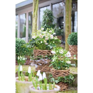 Hellébore Helleborus niger Orientalis Mix XXL en pots tressés avec fleurs blanches.