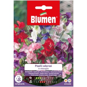 Semi di pisello odoroso Blumen Mix Lathyrus odoratus con fiori colorati.