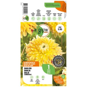 Confezione di un bulbo di dalia decorativa gialla GROW by OBI Cambridge.