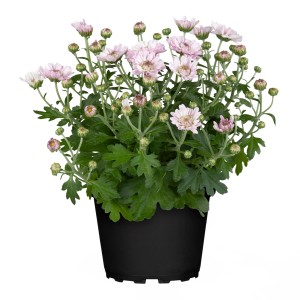 Herbst-Chrysantheme im Topf, rosa Blüten, ca. 10 cm hoch. Winterharte Gartenblume für den Herbst.