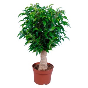 Birkenfeige (Ficus Benjamini) avec tronc en jute dans un pot marron, env. 12 cm Ø.