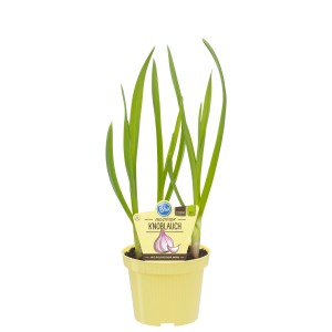 Pianta di aglio in vaso (Ø 12cm) con foglie verdi, ideale come spezia versatile.