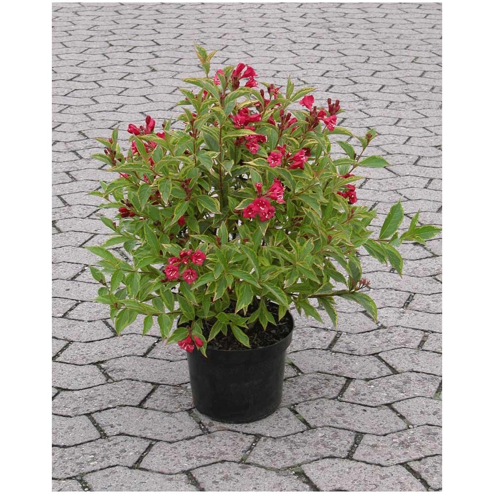 Weigelie Weigela Gelbgrün Container 6 l kaufen bei OBI