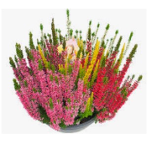 Bruyère Beauty Ladies High Five en pot, couleurs variées (rose, rouge, jaune, blanc).